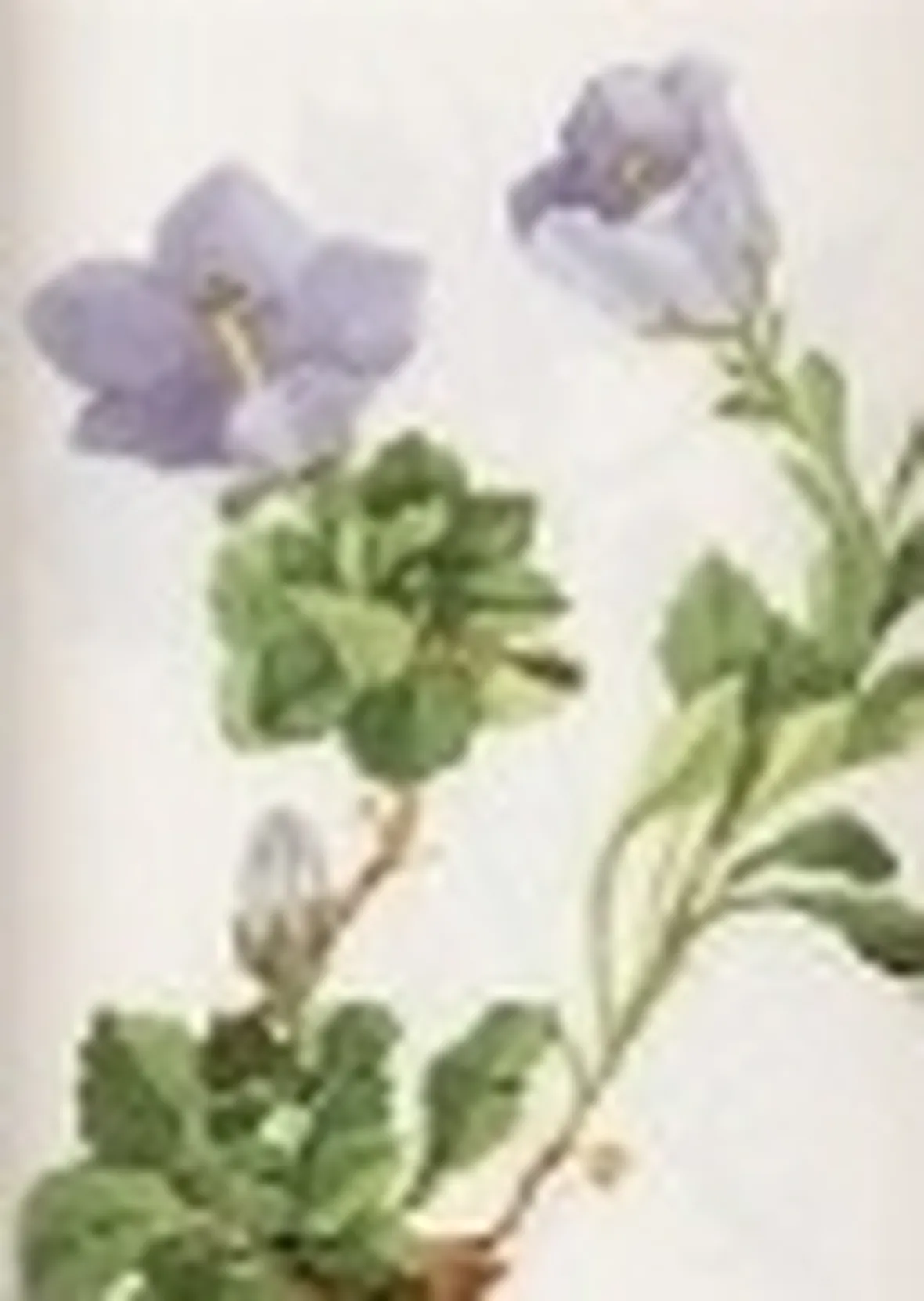 campanula raineri