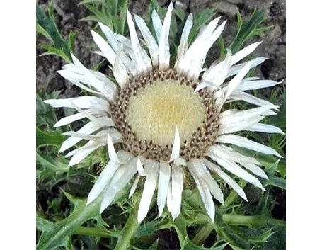 carlina acaulis