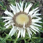 carlina acaulis