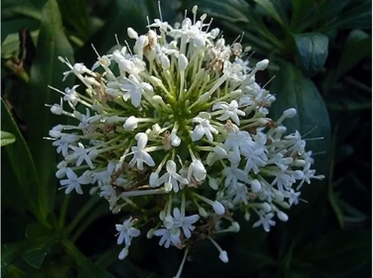 centranthus alba