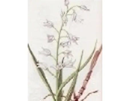 cephalanthera ensifolia