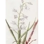 cephalanthera ensifolia