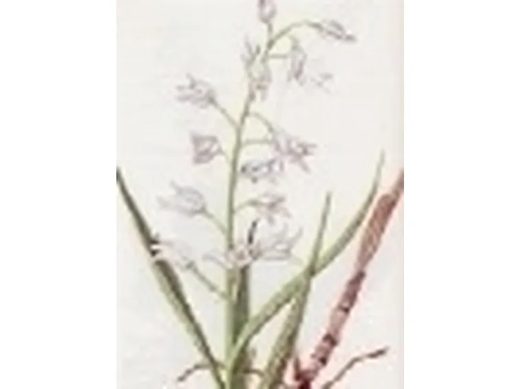 cephalanthera ensifolia