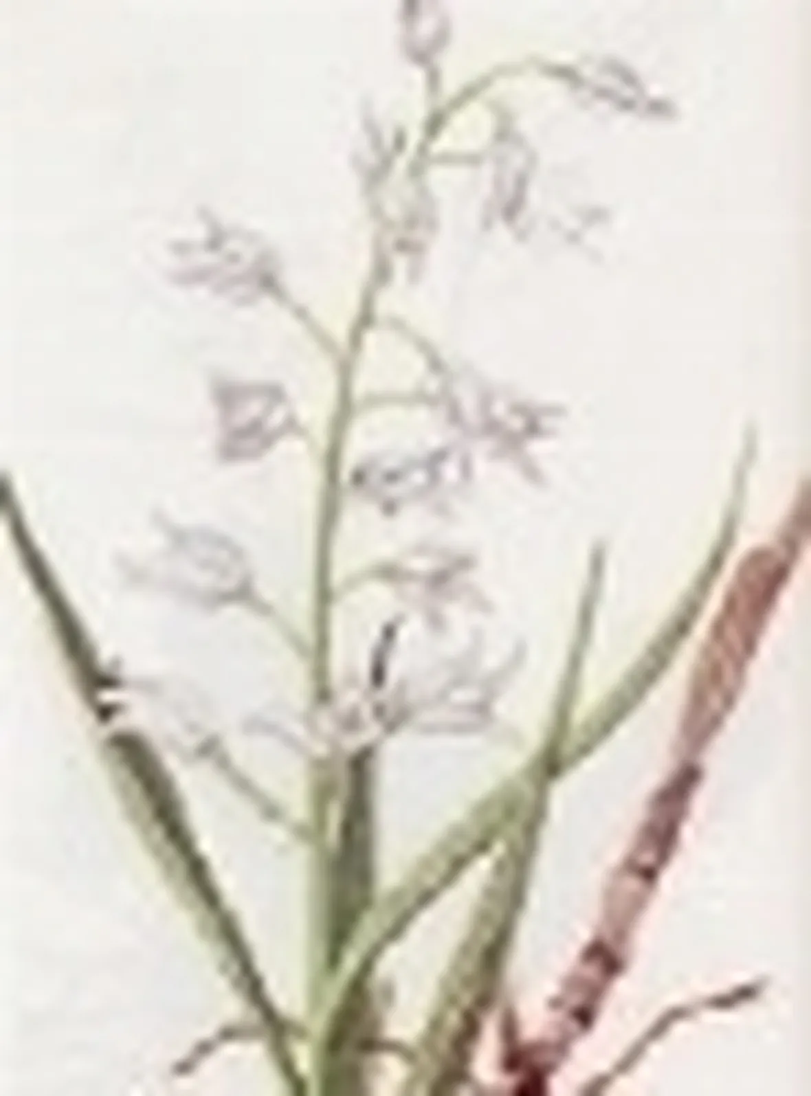 cephalanthera ensifolia