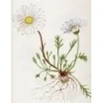 chrysanthemum alpinum