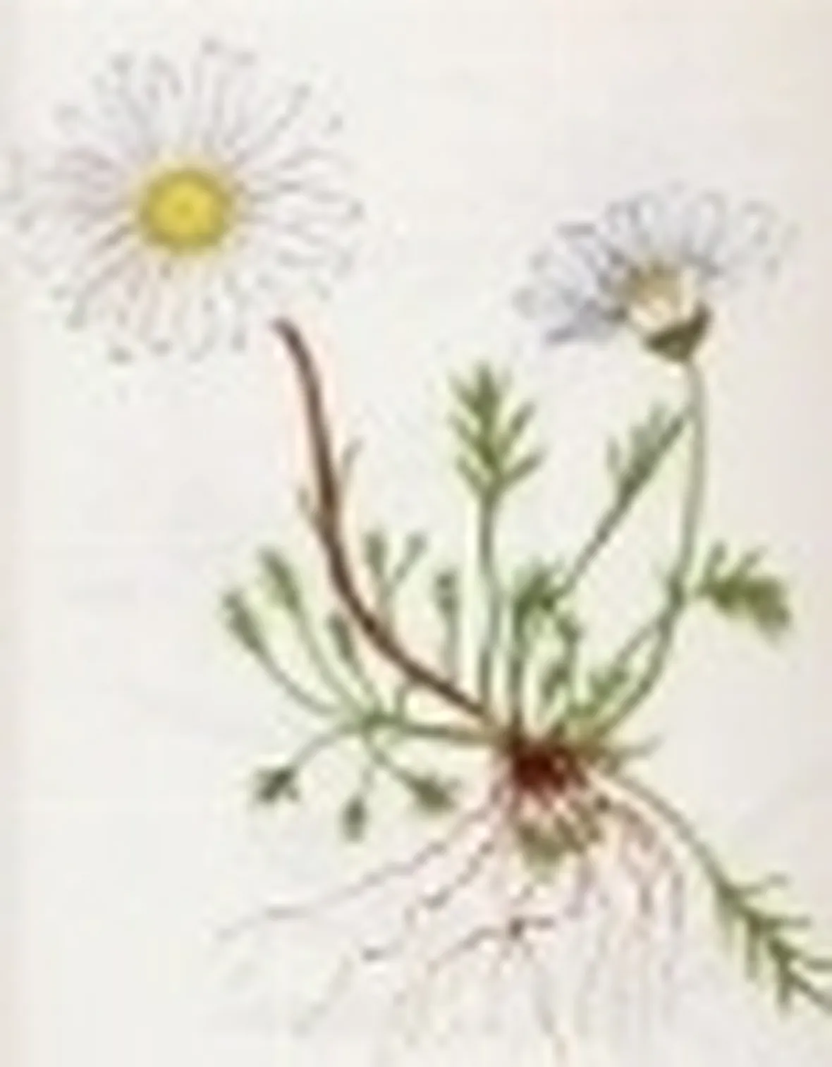 chrysanthemum alpinum