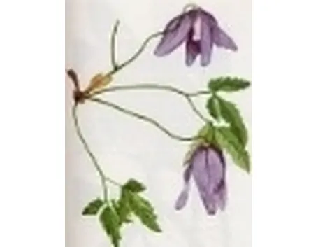 clematis alpina
