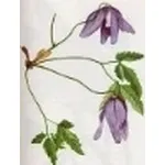 clematis alpina
