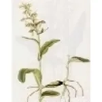 coeloglossum viride