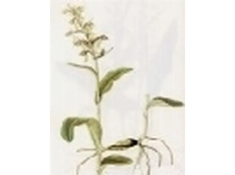 coeloglossum viride