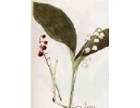 convallaria majalis