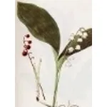 convallaria majalis