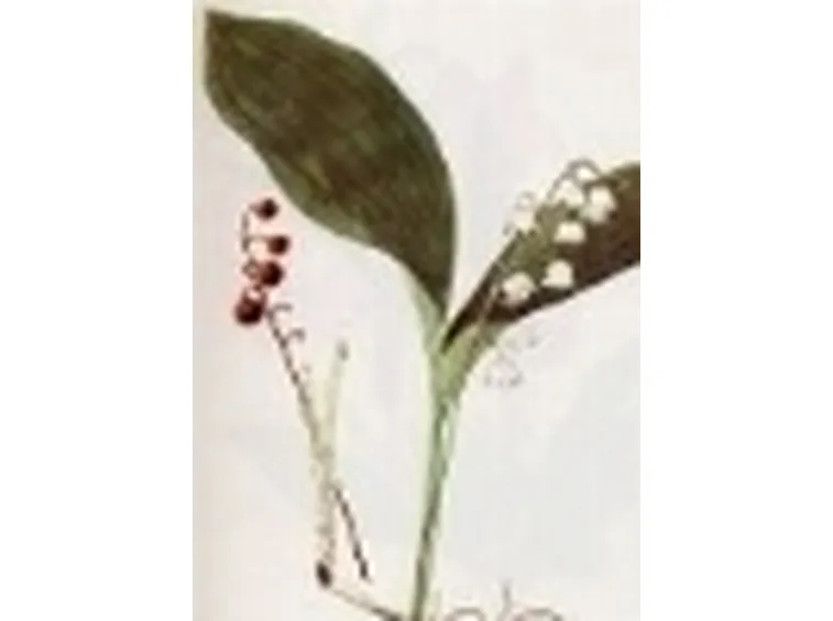 convallaria majalis