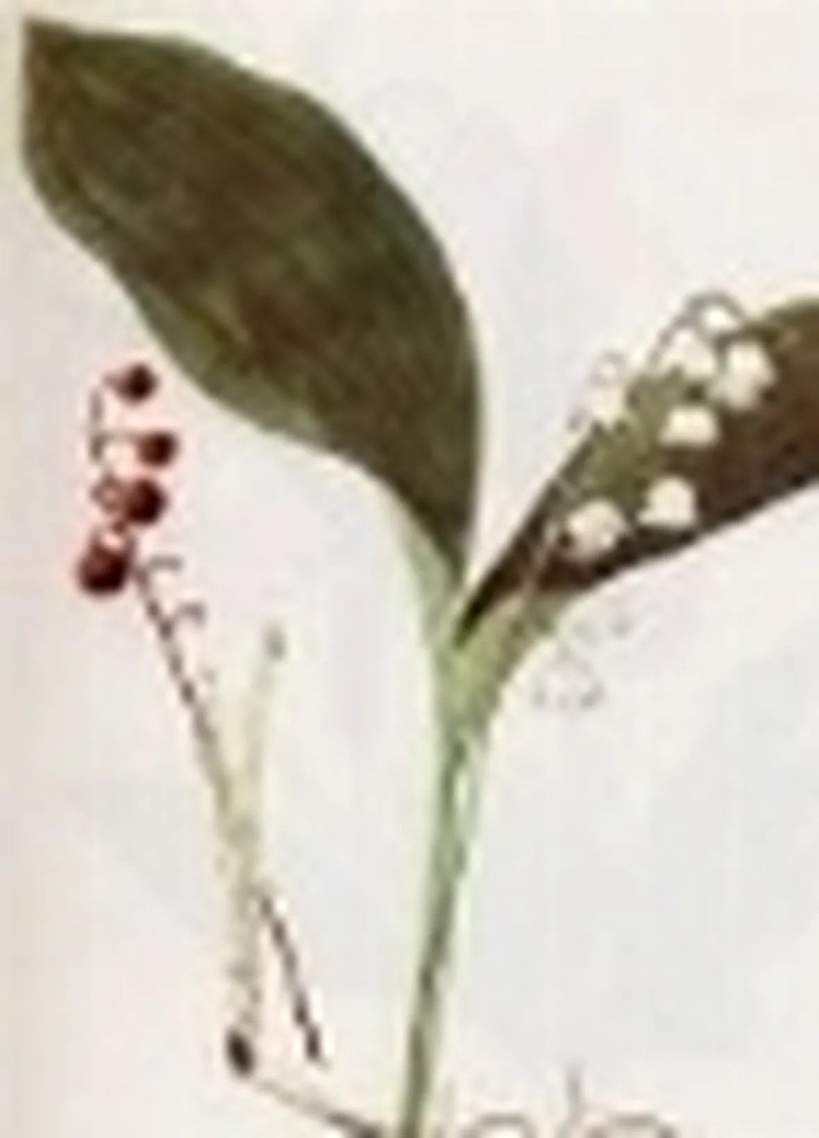 convallaria majalis