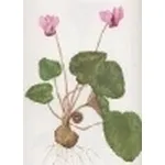 cyclamen europaeum