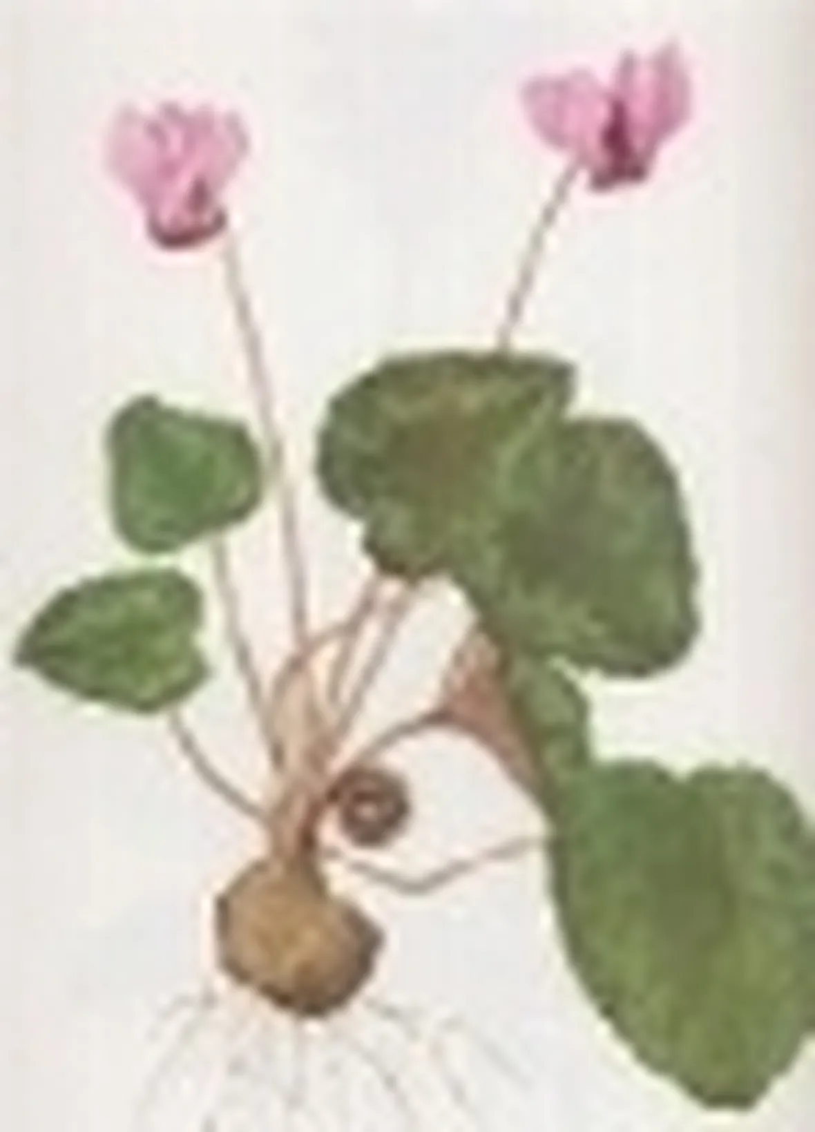 cyclamen europaeum