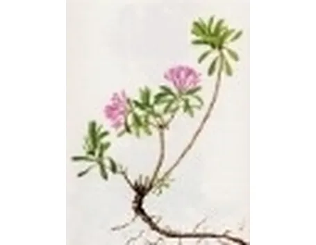 daphne cneorum