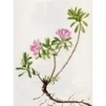 daphne cneorum