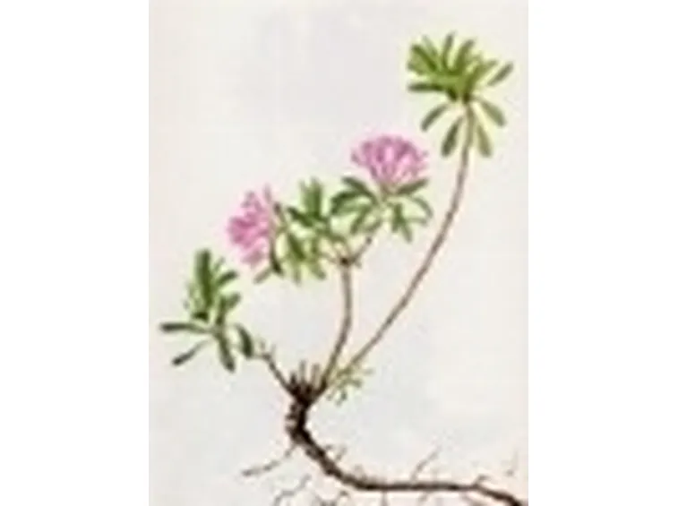 daphne cneorum