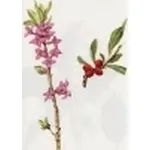 daphne mezerum