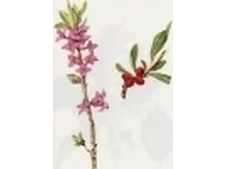 daphne mezerum