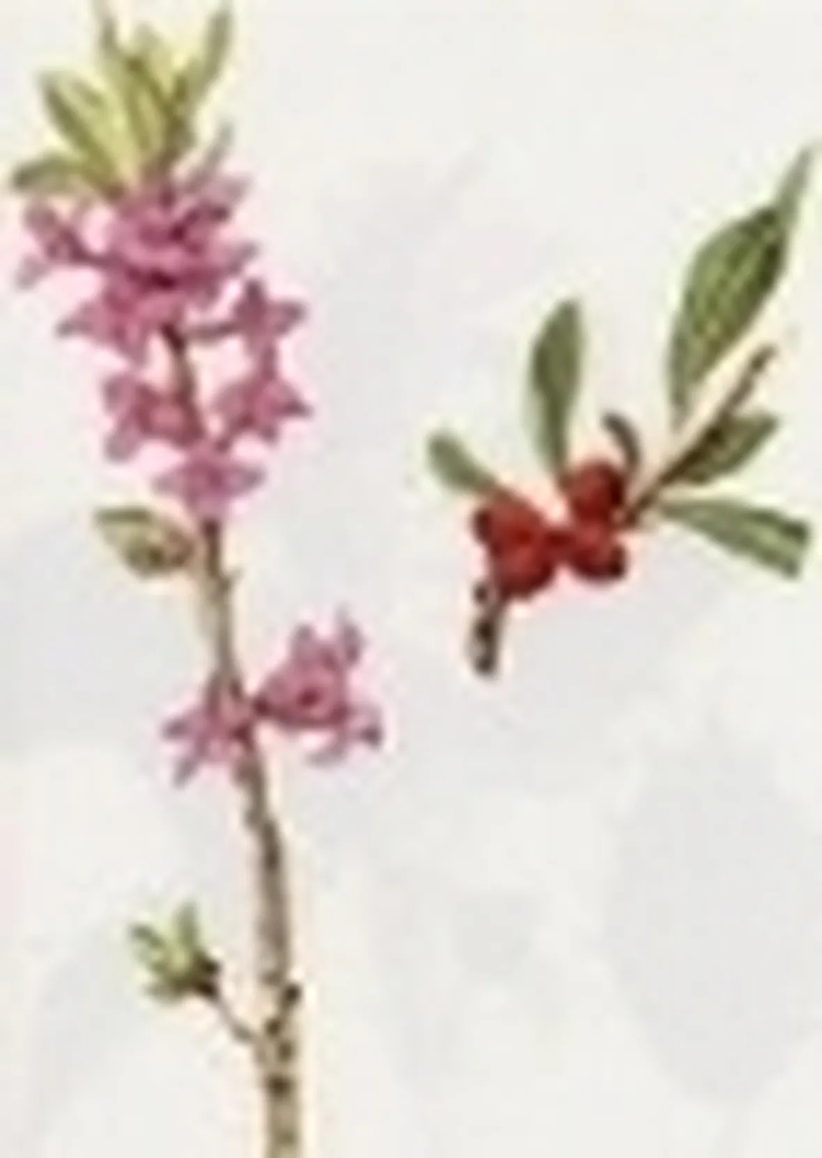 daphne mezerum