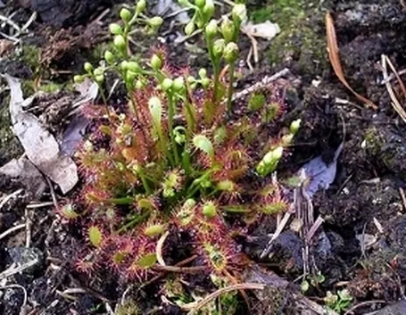 drosera rotundifolia