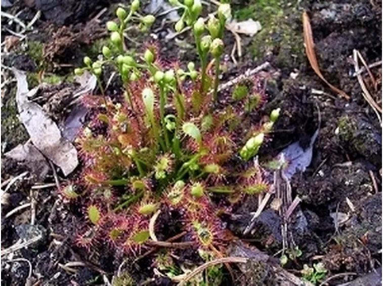 drosera rotundifolia