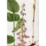 epicactis latifolia