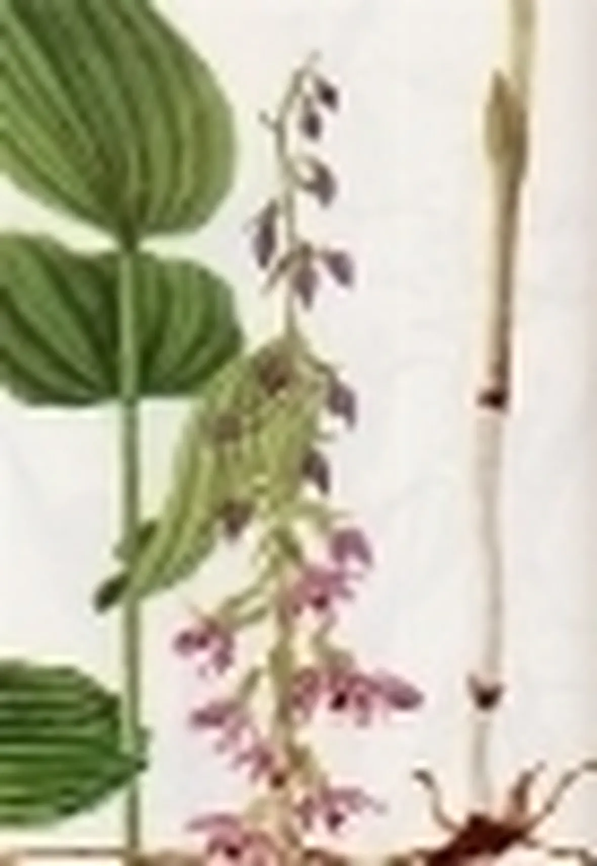 epicactis latifolia