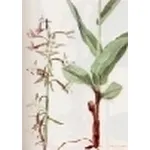 epipactis palustris
