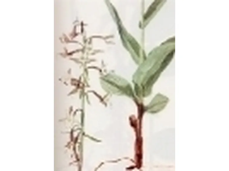 epipactis palustris