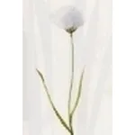 eriophorum scheuchzeri