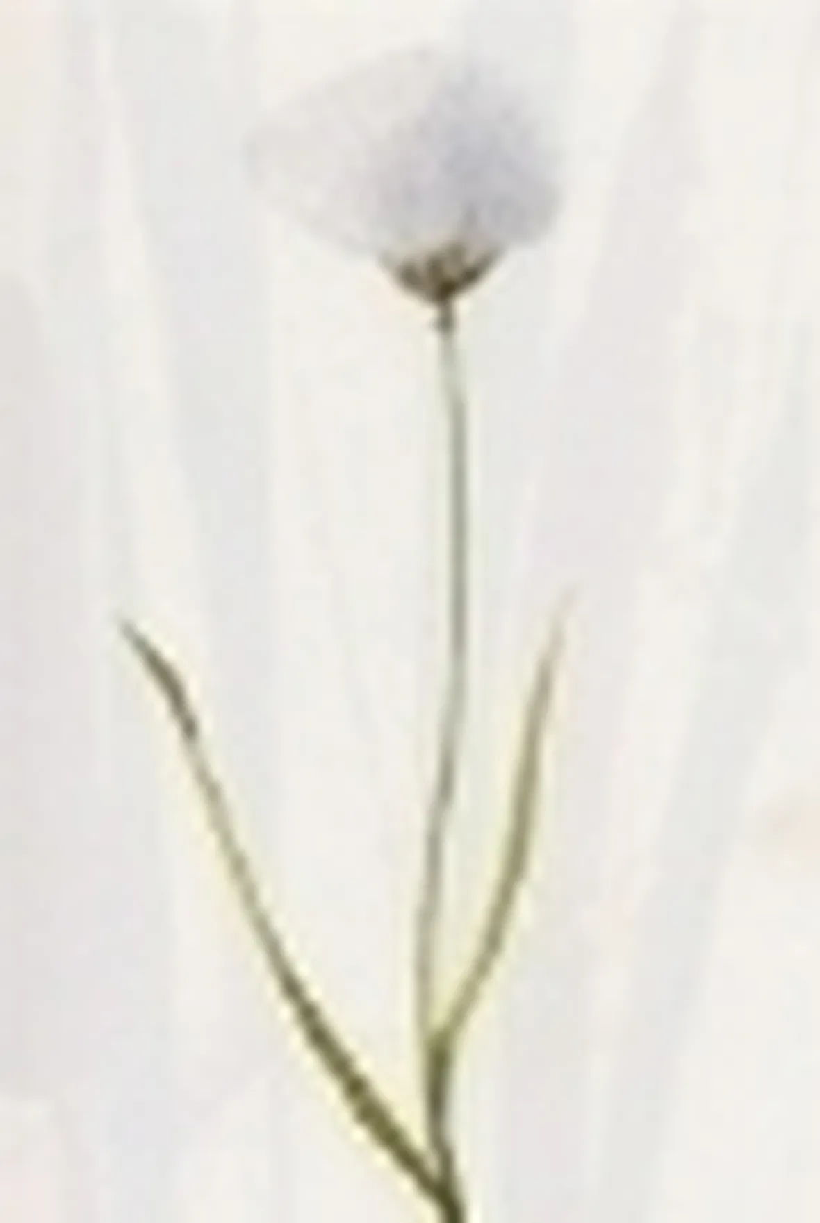 eriophorum scheuchzeri