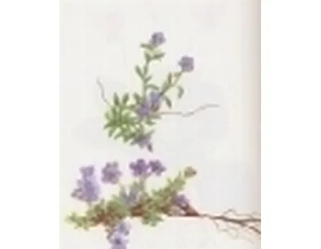 eritrichium nanum