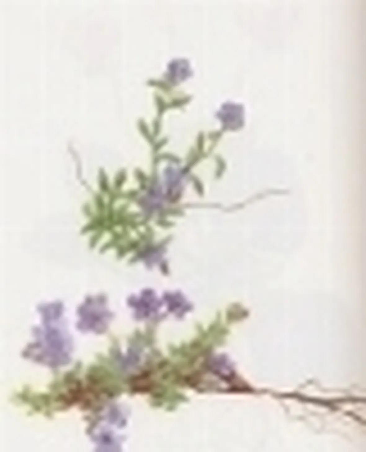 eritrichium nanum