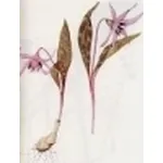 erythronium denscanis