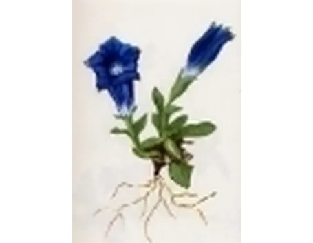 gentiana acaulis