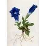 gentiana acaulis