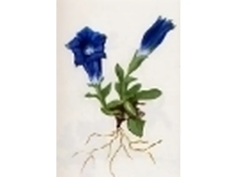 gentiana acaulis