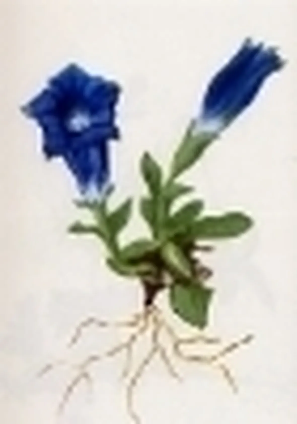 gentiana acaulis