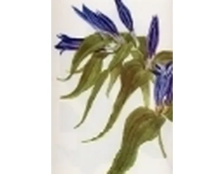 gentiana asclepiadea