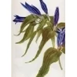 gentiana asclepiadea