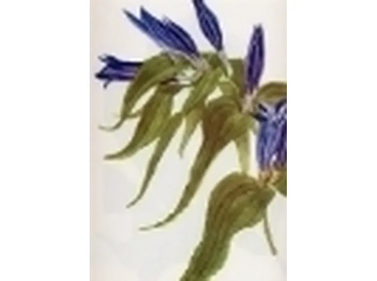 gentiana asclepiadea