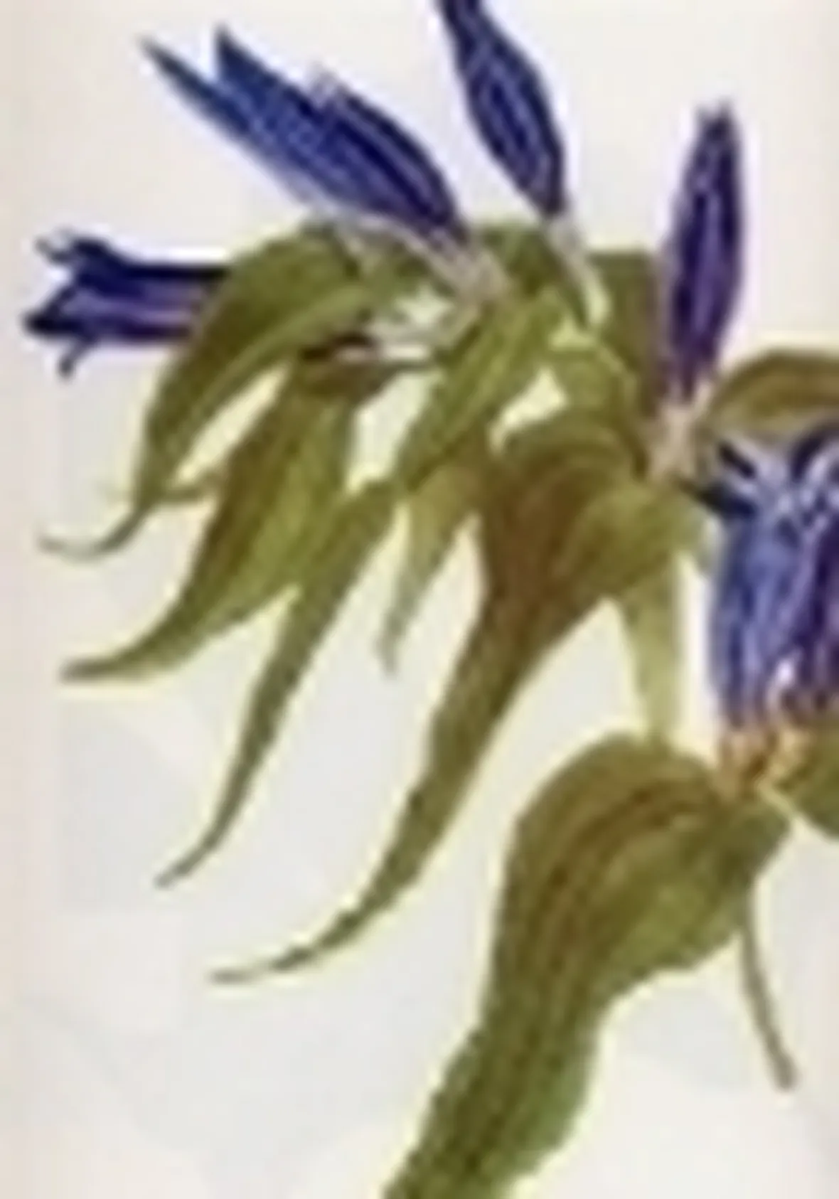 gentiana asclepiadea