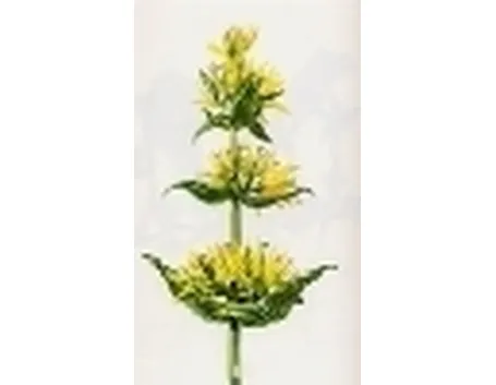 gentiana lutea