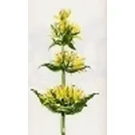 gentiana lutea