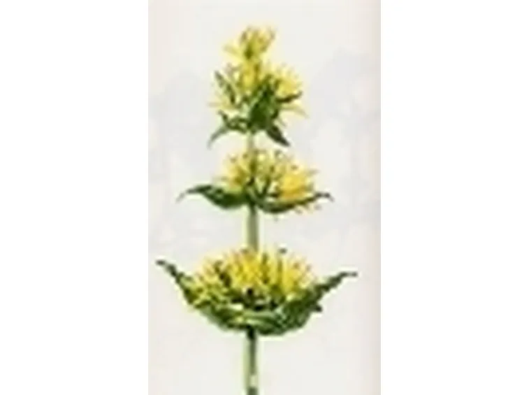 gentiana lutea