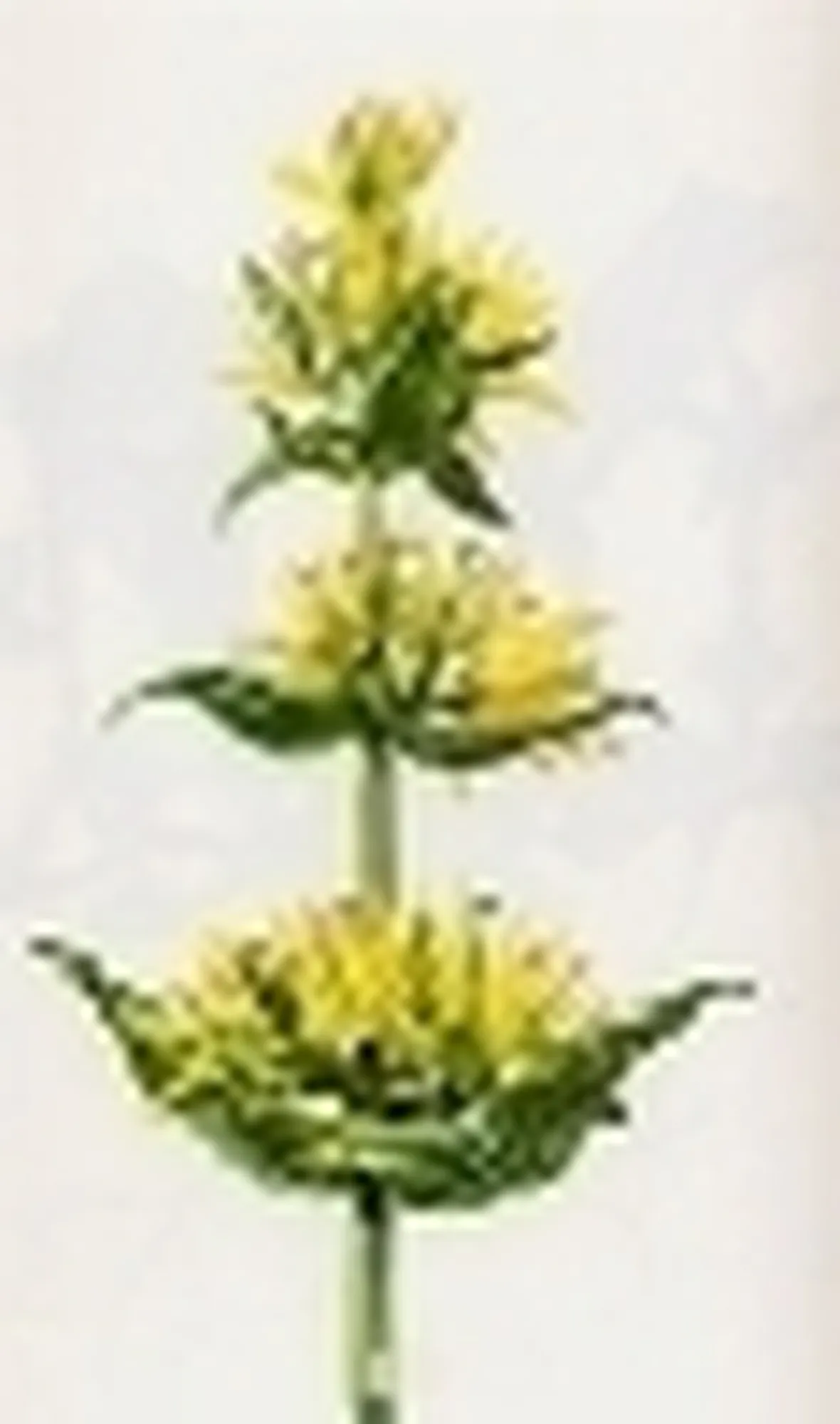 gentiana lutea