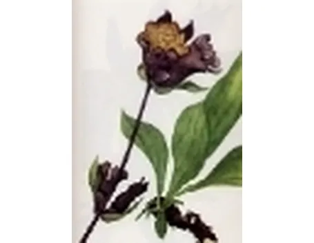 gentiana pannonica